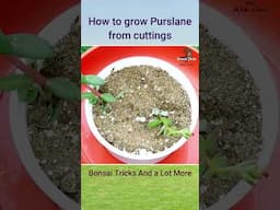 How to EASILY grow purslane flower plant from cuttings | Portulaca #gardening #shorts #plants