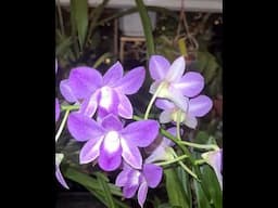 Dendrobium phalaenopsis 'Blue happiness' spectacular colour on its flowers which last for 3 months!!