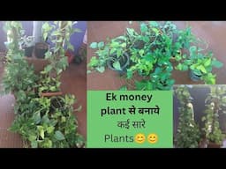 lets grow money plants from the cuttings/money plants growing tips