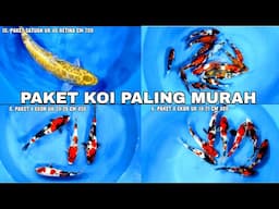 PAKET IKAN KOI BLITAR PALING MURAH, HARGA MERAKYAT MASIH FREE ONGKIR