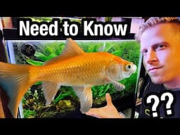 Comet Goldfish Care - Watch BEFORE Buying