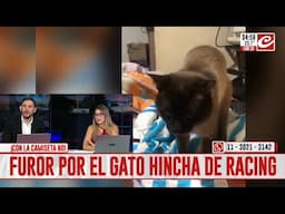 Furor por el gato hincha de Racing