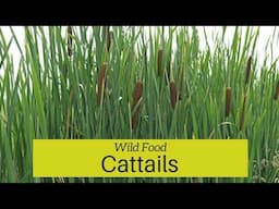 Identifying, Harvesting and Cooking with Cattails