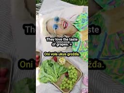 Grapes - Grožđe  #shorts