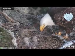 West End Bald Eagle Nest -Institute for Wildlife Studies | Highlights 2024