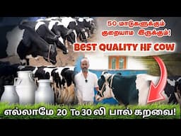 20-30லிட்டர் கறவை கொண்ட 47 HF மாடுகள்  | SRK DAIRY FARM SALEM #hfcow