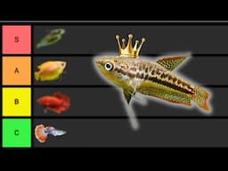 Ranking the BEST Nano Fish