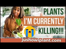 Houseplant Tour Of Plants Not Doing Well In My Care (Indoor Houseplants Collection 2021)