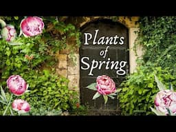 The Witchy Herbs & Plants of Spring