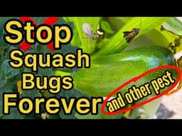 How to Prevent Squash Bugs & Other Pest Organic Control Method, Get Rid of Squash Bugs & Vine Borer