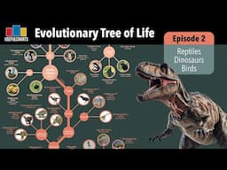 Evolutionary Tree of Life | Episode 2 - Reptiles & Birds