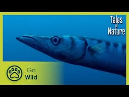 Treasures of the Deep (Corse) | Tales of Nature 10/10 | Go Wild