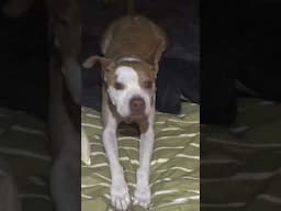 Sophie the Pit Bull Sings!  #singingdogs #dogshorts