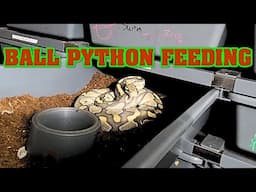 Let's FEED SOME SNAKES!!!!  (yes, live feed)