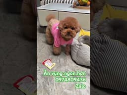 cơm muốn ăn hả # shorts # funny