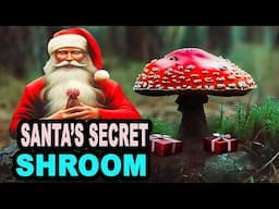 The Shocking Truth About Amanita Muscaria Mushrooms and Christmas