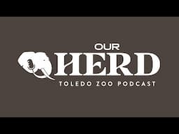 We're Starting a Video Podcast! Our Herd: Toledo Zoo Podcast