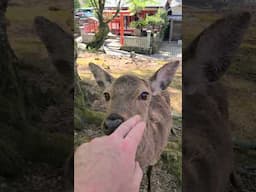 Japanese Deer Are So Friendly