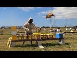 Splitting Bee Colonies to Make 5 Frame Nucs.