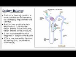 Renal Physiology - Reabsorption, Secretion, and Excretion