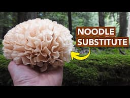 Foraging The Delicious Edible Cauliflower Mushroom