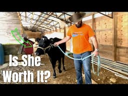 Is Having a Dairy Cow on Your Homestead a Game Changer?