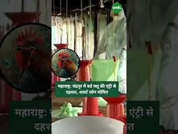 महाराष्ट्र: चंद्रपुर में बर्ड फ्लू अलर्ट 🚨🐦