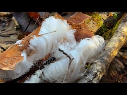 Hair Ice along the Dungeness River – Frosty Walk with Skye