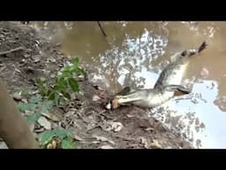 How Electric Eel can Kill a Alligator or Human