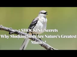 5 SHOCKING Secrets Why Mockingbirds Are Nature's Greatest Mimics!