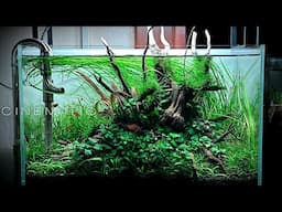 Nano Planted Aquarium