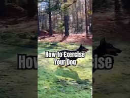 How to Exercise Your Dog