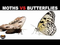 What Is The Difference Between Moths And Butterflies?