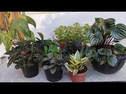 Lindas Plantas de pequeno porte|Sombra e meia sombra.