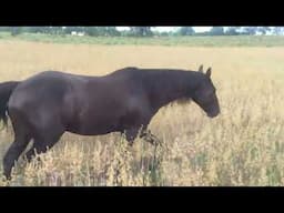 Smokey free, at liberty, on one of our many trail rides.