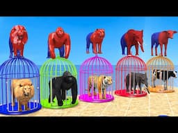 Matching Game With Cow Mammoth Elephant Tiger Gorilla Dinosaur Wild Spider Animal Escape Cage Game