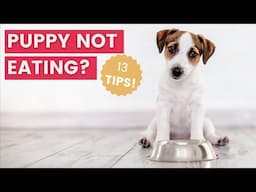 What to Do if Puppy Isn't Eating