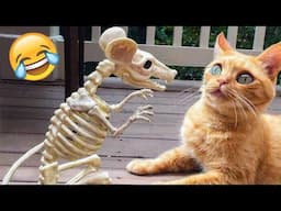 Funniest Animal Moments 2023 😂 Funniest Cats and Dogs 😺🐶 Ep 111 | Funny Pet