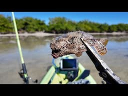 WHAT IS THIS FISH!?! Everglades Skinny Water Flats Kayak Sight Fishing