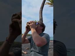 kilcher go crazy for coconuts in hawaii!