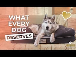 The BEST Dog Bed for ALL BREEDS & AGES | Next Level COMFORT