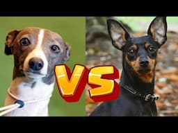 Italian Greyhounds vs. Miniature Pinschers: Which Small Dog Is Right for You?