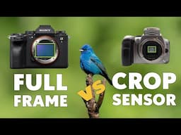 Crop Sensor vs Full Frame Which One is Right For Bird and Wildlife Photography?