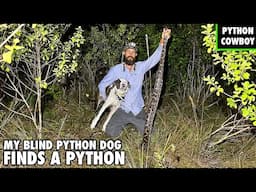 My Blind Dog Helen Finds A Python In The Florida Everglades