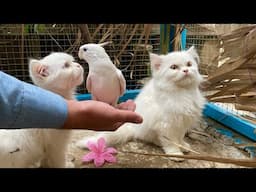 First Reaction of kittens when they met Singing Cockatiel