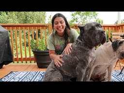 Giving My Dogs a Pool Party - Living with a Cane Corso