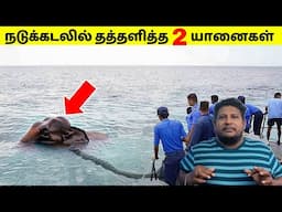 நடுக்கடலில் தத்தளித்த இரண்டு யானைகள் | Navy Found An Elephant In Ocean | Tamil Amazing Facts