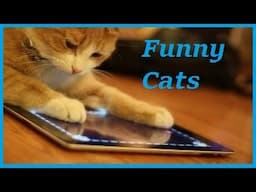 Funny Cat - Funny Cats Video - Funny cats Compilation  - Best Funny Videos #1