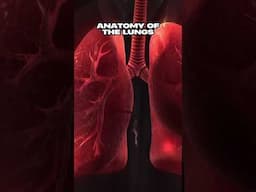 Anatomy of the Lungs 🫁