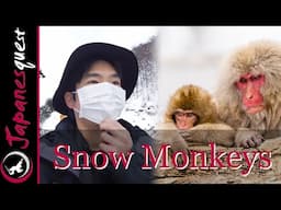 [Japan] Snow Monkeys in Hot Spring!? Jigokudani Park in Nagano!